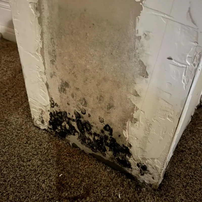 Professional Mold Removal in Nelson County, VA